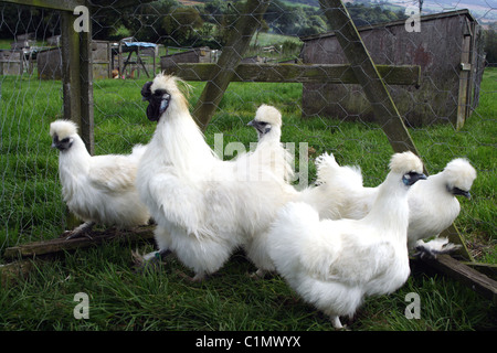 White Silkie chickens in a pen Stock Photo