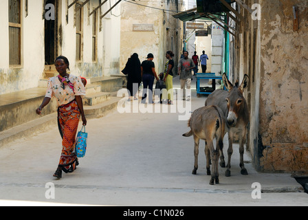 Kenya, Lamu Island, Lamu city listed as World Heritage by UNESCO, the donkey is the only means of transportation Stock Photo