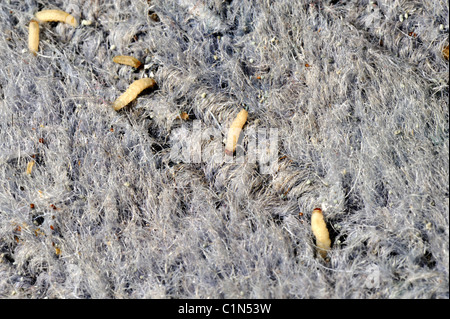 Clothing moth larvae in wool carpet Stock Photo - Alamy
