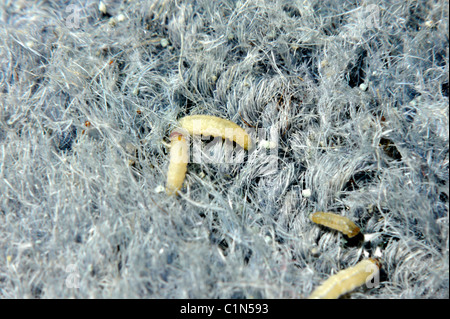 Clothing moth larvae in wool carpet Stock Photo - Alamy