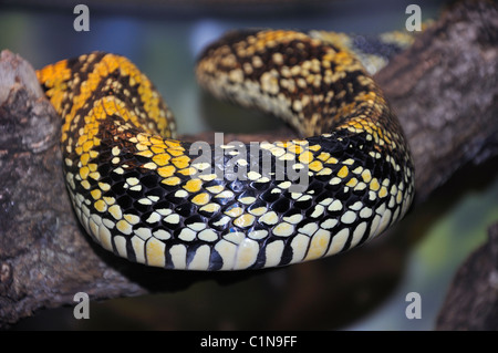 Tiger rat snake - Spilotes pullatus Stock Photo