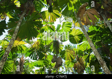 Licuala Palm, or Australian Fan Palm (Licuala ramsayi) Endemic tree, Licuala State Forest, Mission Beach, Queensland, Australia Stock Photo