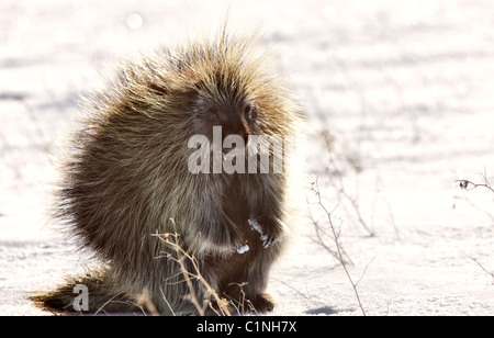 Porcupine in winter Saskatchewan Canada Cold Freezing beauty quills Stock Photo