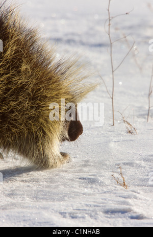 Porcupine in winter Saskatchewan Canada Cold Freezing beauty quills Stock Photo