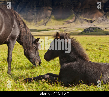 Mare and foal, Hornafjordur, Iceland Stock Photo
