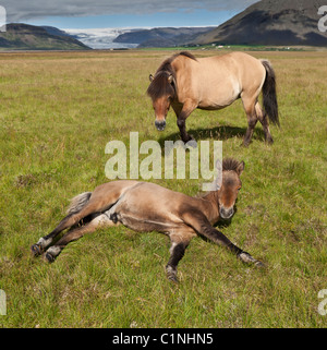 Mare and foal horse,  Hornafjordur, Iceland Stock Photo