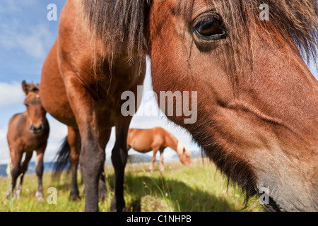 Iceland horses grazing, Hornafjordur, Iceland Stock Photo
