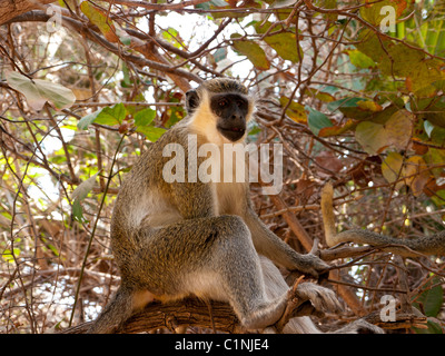 A Green Velvet Monkeys in the Monkey Sanctuary, Senagambia, The Gambia Two, Green Velvet, Monkeys, Sanctuary, The, Gambia Stock Photo