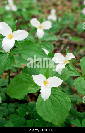 Trillium Flowers in a forest Stock Photo