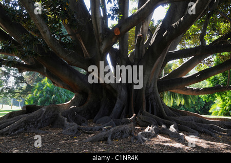 A Boab Tree in King's Park, Perth, Western Australia Stock Photo