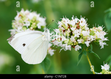 Oregano flowers with small white butterfly Stock Photo