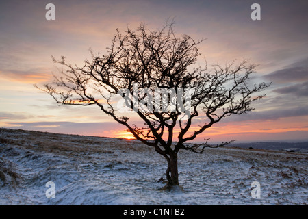 Hawthorn tree against dusky sunset sky in Winter on Dartmoor Devon UK Stock Photo