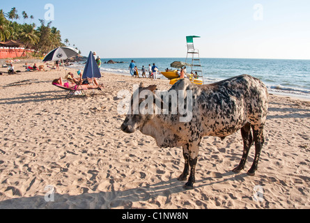 Cow standing on the beach of a resort in Goa. Stock Photo