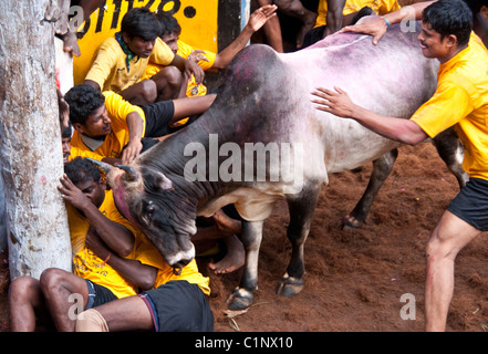 Jallikattu bull tamers at mercy of a bull during the Pongal Festival event in Alanganallur, near Madurai, in Tamil Nadu, India. Stock Photo