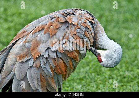 Lesser Sandhill Crane, Grus canadensis canadensis, Homer, Alaska, USA Stock Photo