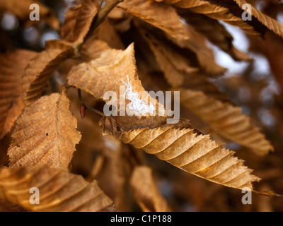 First frost on the dried leaves of autumn... Stock Photo