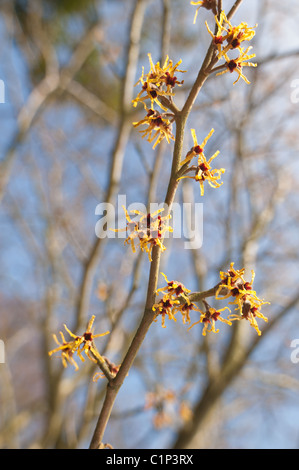Blooming Witch Hazel Hamamelis vernalis , a deciduous winter flowering shrub Stock Photo