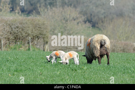 A ewe and lambs numbered for identification Stock Photo