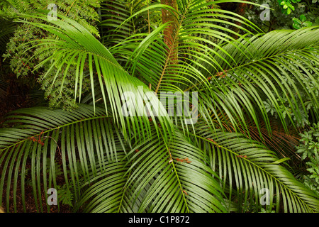 nikau palm rhopalostylis sapida zealand alamy tree kauri reed memorial park
