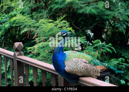 Malaysia, Perak Federal State, Pangkor Island, Laut Resort Stock Photo