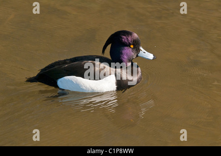 Tufted Duck (Aythya Fuligula ) swimming Stock Photo