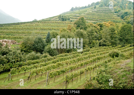 Vineyard in Wachau, a beautiful district in Austria Stock Photo