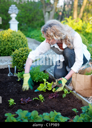 Mature woman planting seedlings in garden Stock Photo