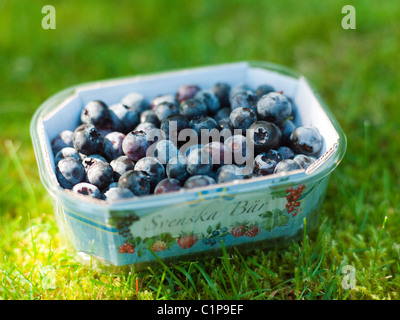 Box of blueberries on grass Stock Photo