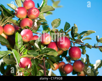 Apples on branch against clear sky Stock Photo