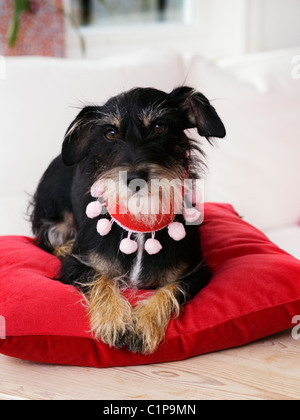 Dachshund resting on red pillow Stock Photo