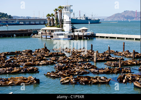 Sea lions on water Stock Photo