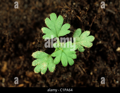 Parsley piert (Aphanes arvensis) young seedling plant Stock Photo