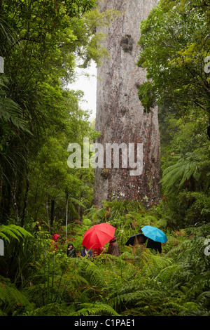 Tourists and Tane Mahuta (giant 2000 year old kauri tree), Waipoua Forest, Kauri Coast, Northland, North Island, New Zealand Stock Photo