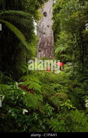 Tourists and Tane Mahuta (giant 2000 year old kauri tree), Waipoua Forest, Kauri Coast, Northland, North Island, New Zealand Stock Photo