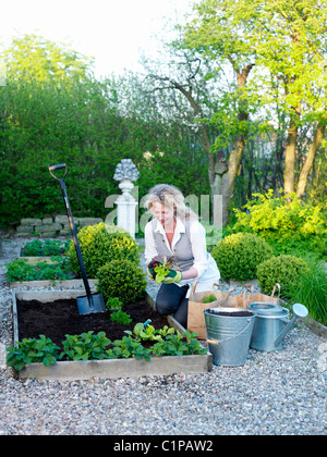 Mature woman planting seedlings in garden Stock Photo