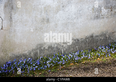 glory-of-the-snow flowering near wall Stock Photo