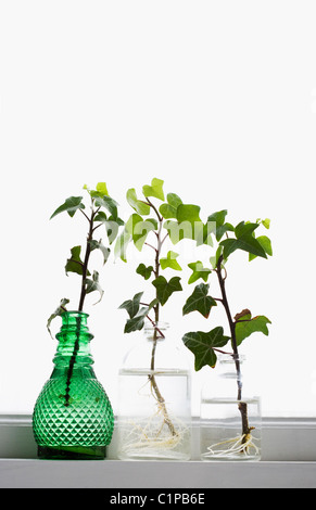 Ivy branches in jars Stock Photo