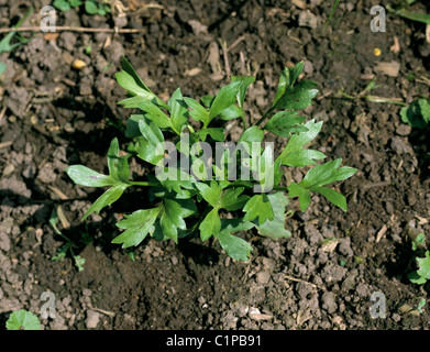 Corn buttercup (Ranunculus arvensis) young plant Stock Photo