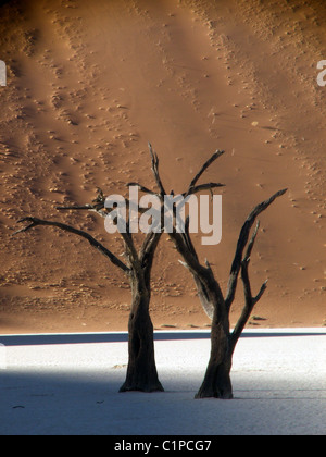 Two camel thorn trees stand together in Sossusvlei salt pan, Namib Desert. Seen behind is a high brownish-red sand dune. Stock Photo