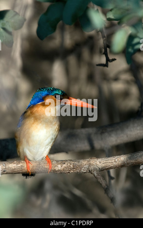 malachite kingfisher, alcedo cristata, okavango river, botswana Stock Photo