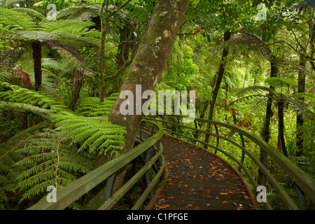 Kauri tree and ferns, Manginangina Kauri Walk, Puketi Forest, near Kerikeri, Northland, North Island, New Zealand Stock Photo