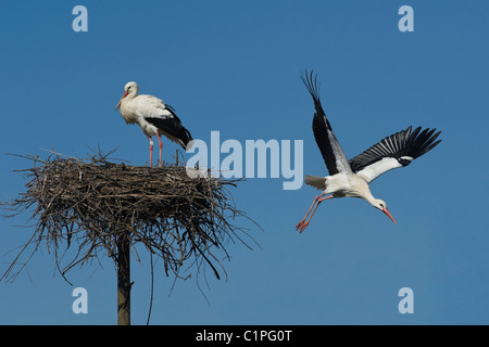 Italy Piedmont Racconigi White Storks in the nest-building period Stock Photo