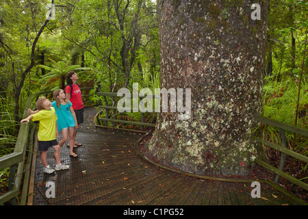 Kauri tree and family on Manginangina Kauri Walk, Puketi Forest, near Kerikeri, Northland, North Island, New Zealand Stock Photo