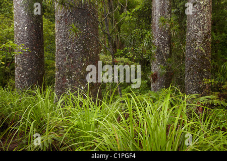 Kauri trees, Manginangina Kauri Walk, Puketi Forest, near Kerikeri, Northland, North Island, New Zealand Stock Photo