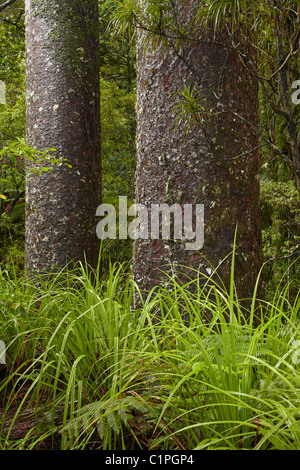 Kauri trees, Manginangina Kauri Walk, Puketi Forest, near Kerikeri, Northland, North Island, New Zealand Stock Photo