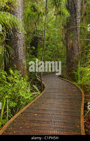 Kauri trees and boardwalk, Manginangina Kauri Walk, Puketi Forest, near Kerikeri, Northland, North Island, New Zealand Stock Photo