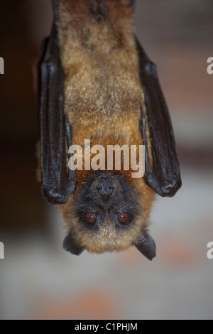 Madagascar Flying Fox (Pteropus rufus). Stock Photo