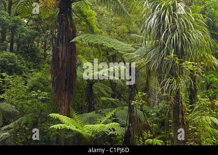 Tree ferns, Manginangina Kauri Walk, Puketi Forest, near Kerikeri, Northland, North Island, New Zealand Stock Photo