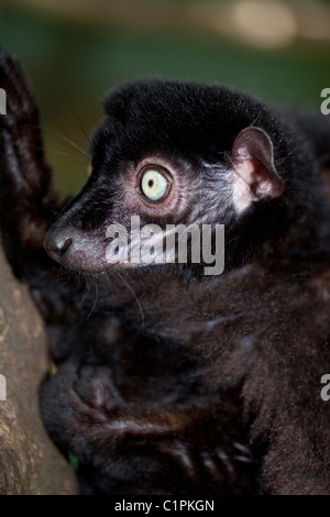 Blue-eyed Black Lemur (Eulemur macaco flavifrons). Male. Other than human beings, this is the only blue-eyed primate. Stock Photo