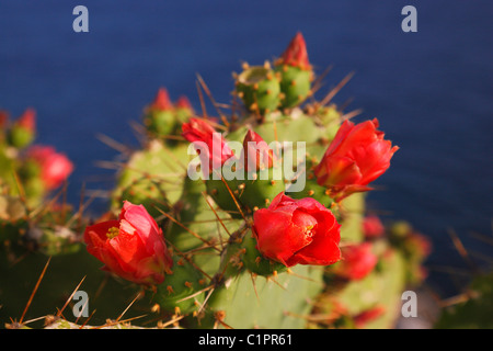 Cactus Opuntia ficus indica close up Stock Photo